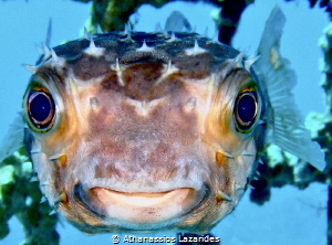 Close up of a Pufferfish from the Red Sea 
Fujifilm Fd 40 by Athanassios Lazarides 
